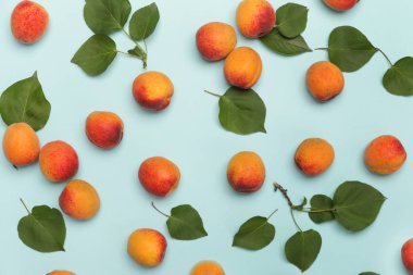 Mavi bir arka planda kayısı, düz olgun kayısı ve yaprakları görüntü yatıyordu