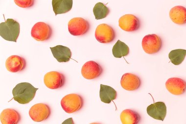 Pembe bir arka planda kayısı, düz olgun kayısı ve yaprakları görüntü yatıyordu