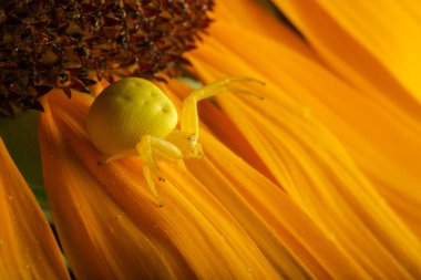 Ayçiçeği üzerinde sarı yengeç örümceği, makrofotoğrafçılık