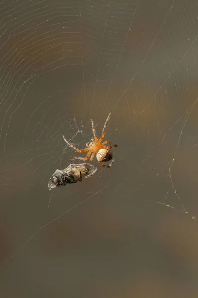 거미줄에 거미의 매크로 장면과 — 스톡 사진