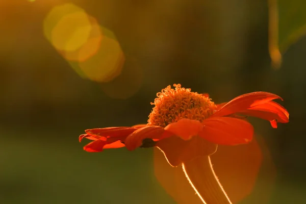 Μακρο Φωτογραφία Του Κόκκινου Λουλουδιού Έναν Κήπο Ένα Ηλιακό Φως — Φωτογραφία Αρχείου