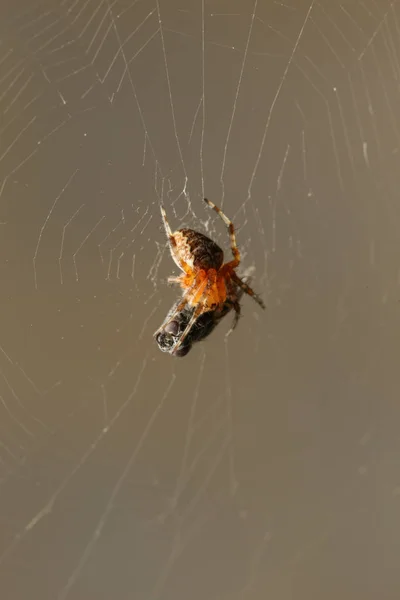 거미줄에 거미의 매크로 장면과 — 스톡 사진