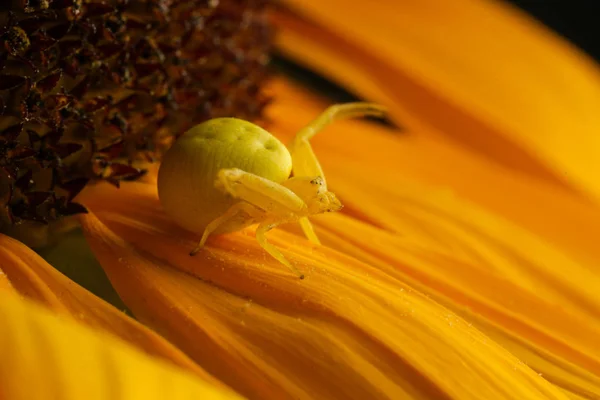 Aranha Caranguejo Amarelo Girassol Macrofotografia — Fotografia de Stock