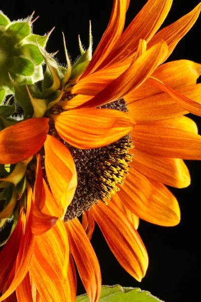 Girasol Decorativo Cerca Girasoles Amarillos Brillantes Fondo Girasol — Foto de Stock