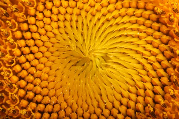 Decorative sunflower close up. Bright yellow sunflowers. Sunflower background.