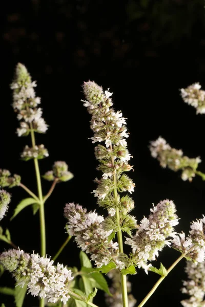 Macrophotography of mint flowers against the black background