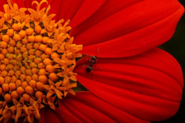 Macro Shot Formica Sul Fiore Rosso — Foto Stock