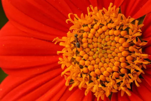 Makroaufnahme Der Ameise Auf Der Roten Blume — Stockfoto