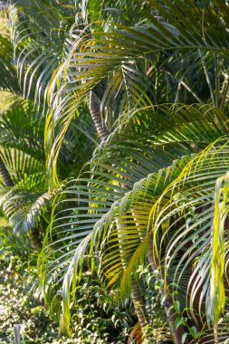 Güzel gerçek tropikal Palm arka plan bırakır.