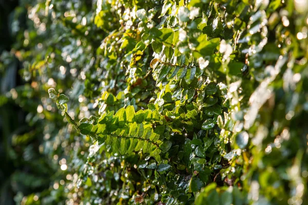 Frisches Grünes Blatt Hintergrund Natur Laub Fotografie Hintergrund Grüne Pflanzenblätter — Stockfoto