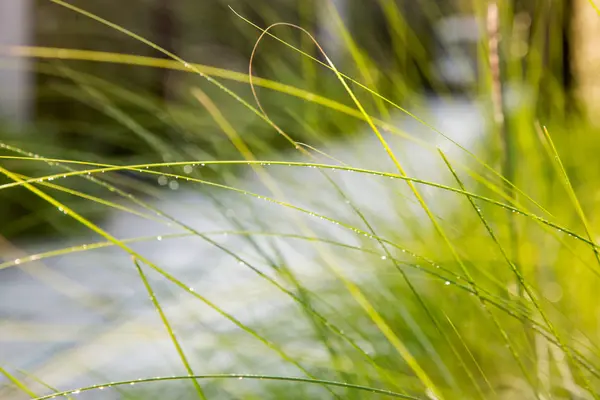 Hierba Verde Fresca Con Gotas Agua — Foto de Stock