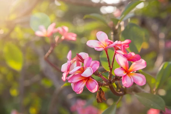 Růžový Květ Květ Plumeria Nebo Keře Stromě — Stock fotografie