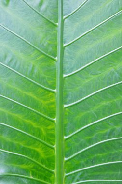 güzel yeşil yaprak arka planı