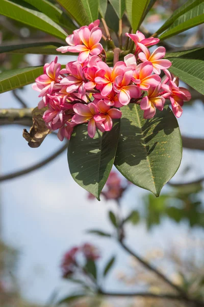 粉红的普利皮利亚或弗兰基帕尼花在树上绽放 — 图库照片