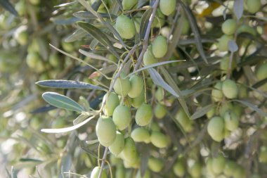 Yeşil zeytin ve yapraklı zeytin dalları, samimi doğa çekimleri.