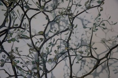 Küçük yapraklı güzel ağaç dalları ve beyaz arka planda güçlü gölgeler.