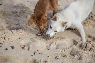Kumsalda iki köpek oynuyor.