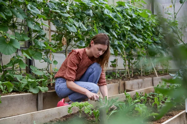 Junge Frau Arbeitet Gemüsegarten Des Gewächshauses Kleiner Familienbetrieb Mit Gesunder — Stockfoto