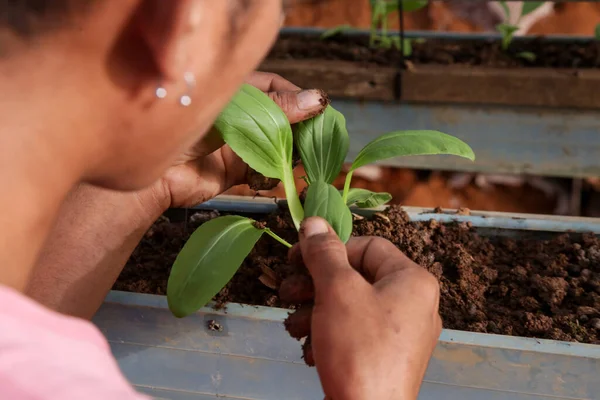 在有机蔬菜园工作 照料幼苗 并将幼苗移植到花园土壤中 — 图库照片