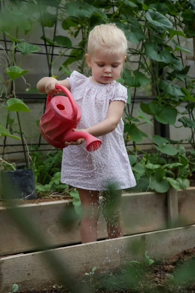 Pequena Menina Bonito Regar Plantas Com Lata Água Horta Orgânica — Fotografia de Stock