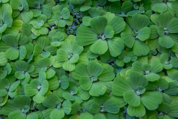 Schöne Natürliche Grüne Blätter Hintergrund Seerosenblätter Der Wasseroberfläche — Stockfoto