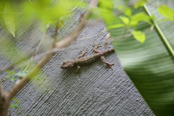 Tokay Geckos Parede Jardim Tropical — Fotografia de Stock