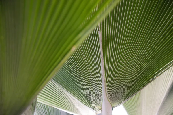 Tropik Yeşil Palmiye Yaprakları Arka Plan Yakın Görünüm — Stok fotoğraf