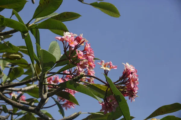 Flores Frangipani Rosa Árvore Com Céu Azul Atrás — Fotografia de Stock