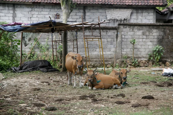 Krávy Ostrově Bali Indonésie — Stock fotografie