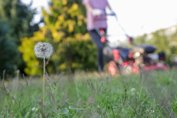Ung Kvinna Klipper Gräs Med Gräsklippare Begreppet Hushållssysslor Utomhus — Stockfoto