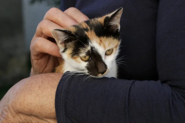 Nierozpoznawalna Starsza Kobieta Trzymająca Małego Kotka Kolanach — Zdjęcie stockowe