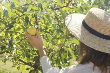 Güneşli bir günde olgun yeşil elma toplayan genç bir kadın. Bahçede sonbahar işlerinin başında.