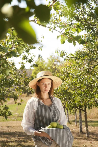 一个年轻的女人在一个美丽的阳光灿烂的日子采摘成熟的青苹果 早秋花园的家务活 — 图库照片