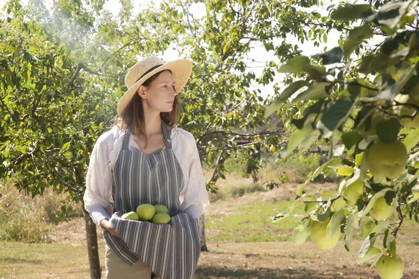 Una Joven Recogiendo Manzanas Verdes Maduras Hermoso Día Soleado Primeras — Foto de Stock