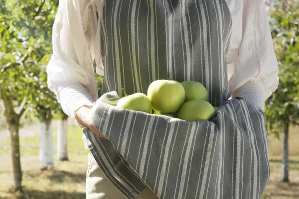 Μια Νεαρή Γυναίκα Συλλέγει Ώριμα Πράσινα Μήλα Μια Όμορφη Ηλιόλουστη — Φωτογραφία Αρχείου