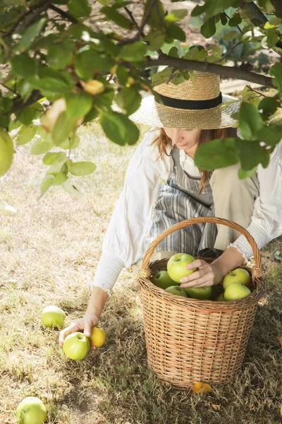 Молодая Женщина Собирает Спелые Зеленые Яблоки Прекрасный Солнечный День Ранняя — стоковое фото