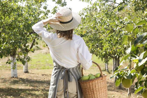 Een Jonge Vrouw Die Rijpe Groene Appels Verzamelt Een Mooie — Stockfoto