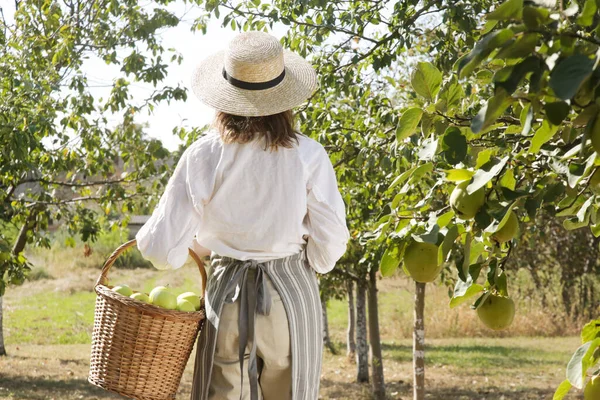 美しい晴れた日に熟した緑のリンゴを集める若い女性 庭の初秋の雑用 — ストック写真
