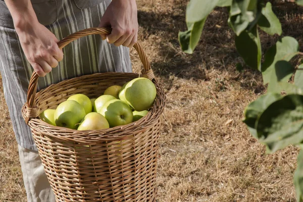 Une Jeune Femme Ramasse Des Pommes Vertes Mûres Par Une — Photo