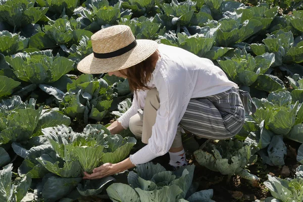 Wanita Muda Kebun Kubis Awal Musim Gugur Pekerjaan Taman — Stok Foto