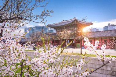 Kiraz blossomin yaylı Gyeongbokgung Sarayı Seul, Güney Kore.