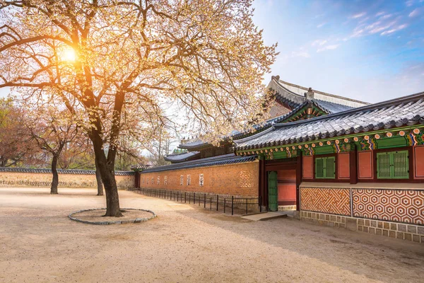 Gyeongbokgung Paleis Met Kersenbloesem Boom Het Voorjaar Seoel Stad Van — Stockfoto