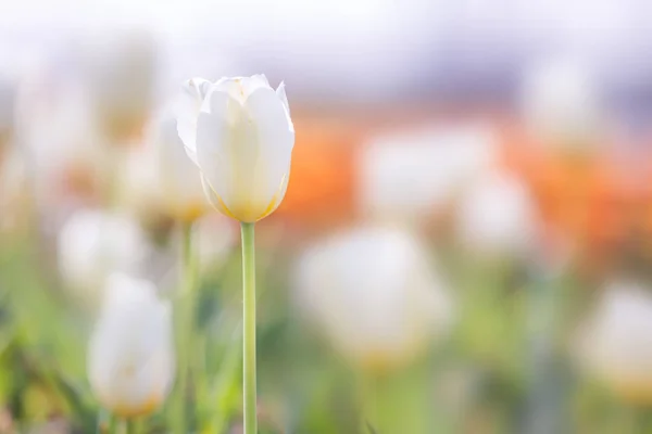 Tulpe im Frühling unter Sonnenstrahl, schöne und farbenfrohe Tulpe — Stockfoto