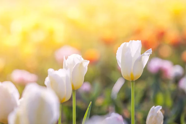 Tulipe au printemps sous le soleil, Belle et colorée tulipe — Photo