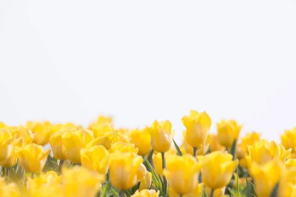 Tulipa na primavera sob raios de sol no fundo branco, bonito — Fotografia de Stock