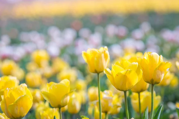 Tulipa na primavera sob raios de sol, tulipa bonita e colorida — Fotografia de Stock