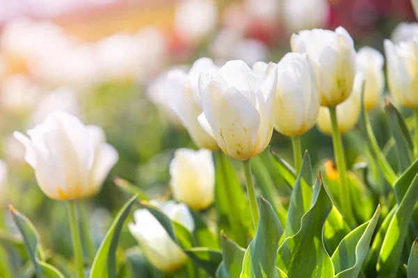 Tulipa na primavera sob raios de sol, tulipa bonita e colorida — Fotografia de Stock
