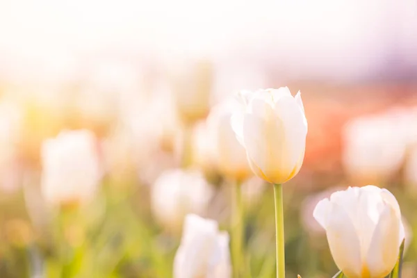 Tulipa na primavera sob raios de sol, tulipa bonita e colorida em — Fotografia de Stock