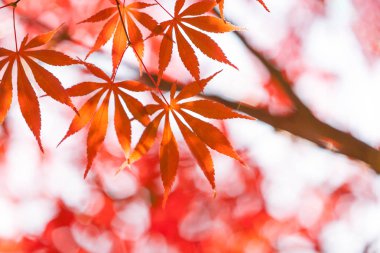 Sonbaharda Akçaağaç Yaprakları, arkaplan için soyut ya da boşluk kopyalama