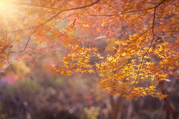 Ahornblätter im Herbst, abstrakt für Hintergründe oder Kopierraum f — Stockfoto